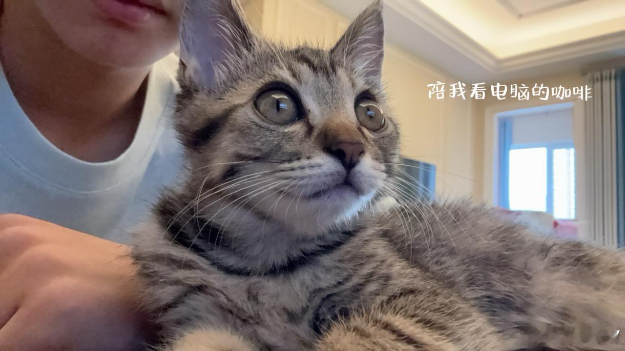 #张奕然又收养流浪猫了# 
张奕然又收养了一只流浪猫 继从车库捡回来咖啡之后 张奕然又捡到了我们的拿铁 没错 是只看着超级可爱的小小小橘猫
再一次感叹张奕然真的好有爱心 就和他自己说的那样“我要去救助小动物了” 他真的一直在践行 从小狗小鸭子 到现在的小猫🐈
同样然丝给张奕然的16岁生日应援中 ​