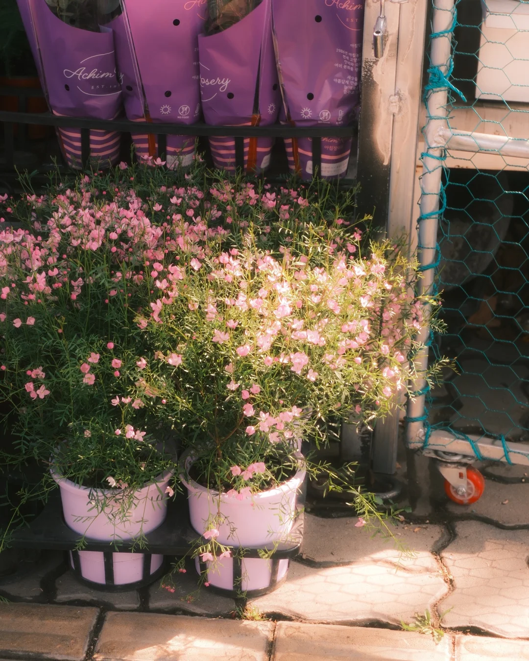 “𝓢𝓹𝓻𝓲𝓷𝓰 𝓕𝓵𝓸𝔀𝓮𝓻”