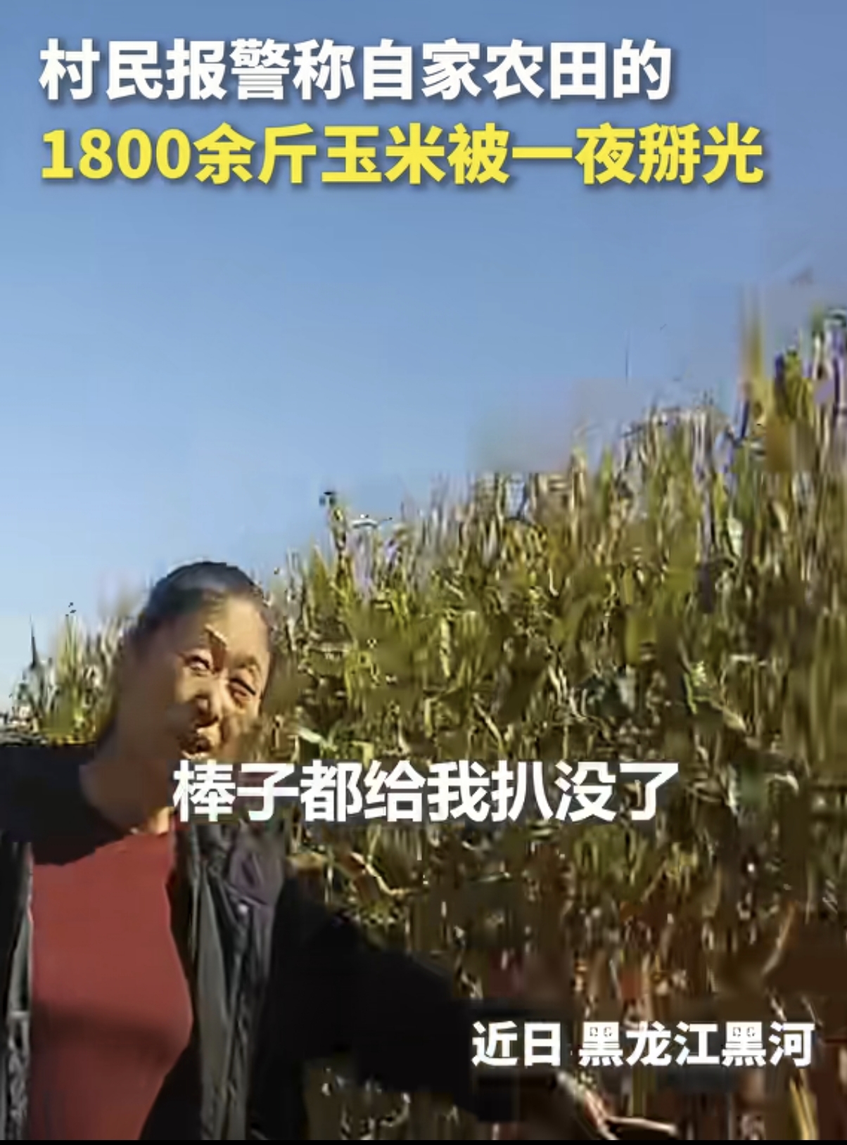 “上人民日报了!” 黑龙江黑河，一位村民早上起来掰玉米，哪料，走进农田一看，惊呆了：1800斤玉米竟被人一夜掰光，一大块田全是空杆，玉米棒子不翼而飞！村民又急又气，冷静下来之后报了警，警察火速赶到现场，没有监控，没有目击者，几乎线索全无，仅在地面上发现了几道模糊的车轮印痕。办案人员只能顺着这些痕迹一