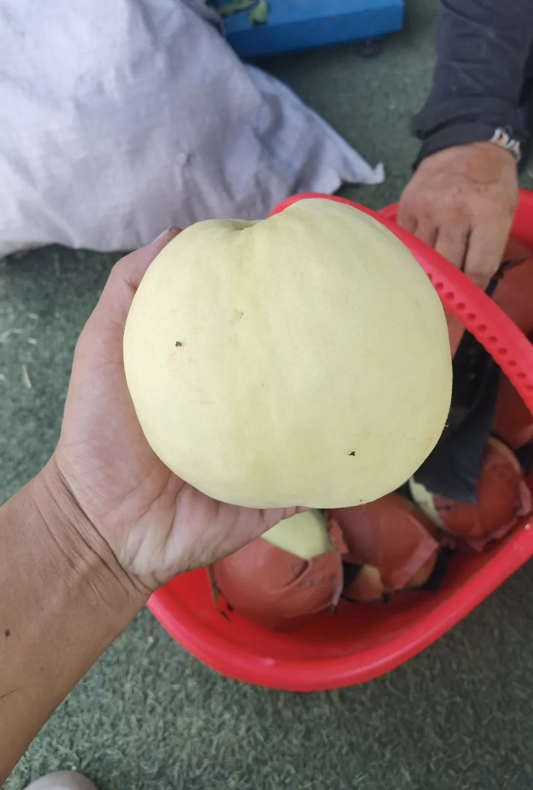 今天的大桃。这种桃子送礼品非常震撼