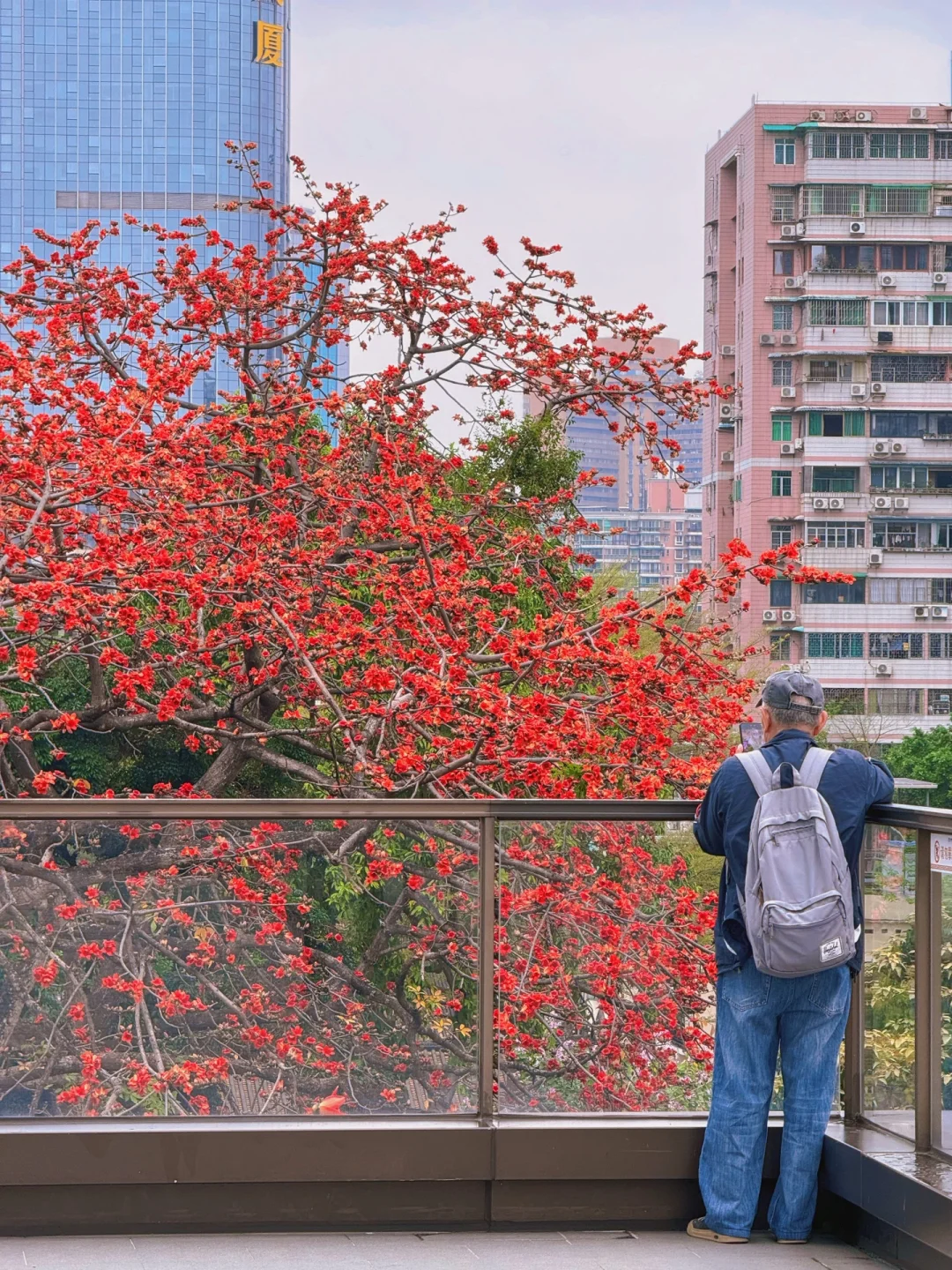 3.15实况📷一树红棉半城春的广州简直美哭了