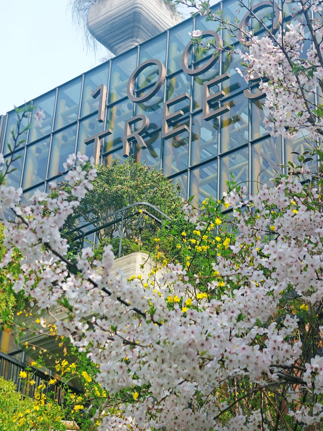 今日实拍！苏河春醒，千树樱花如约而至