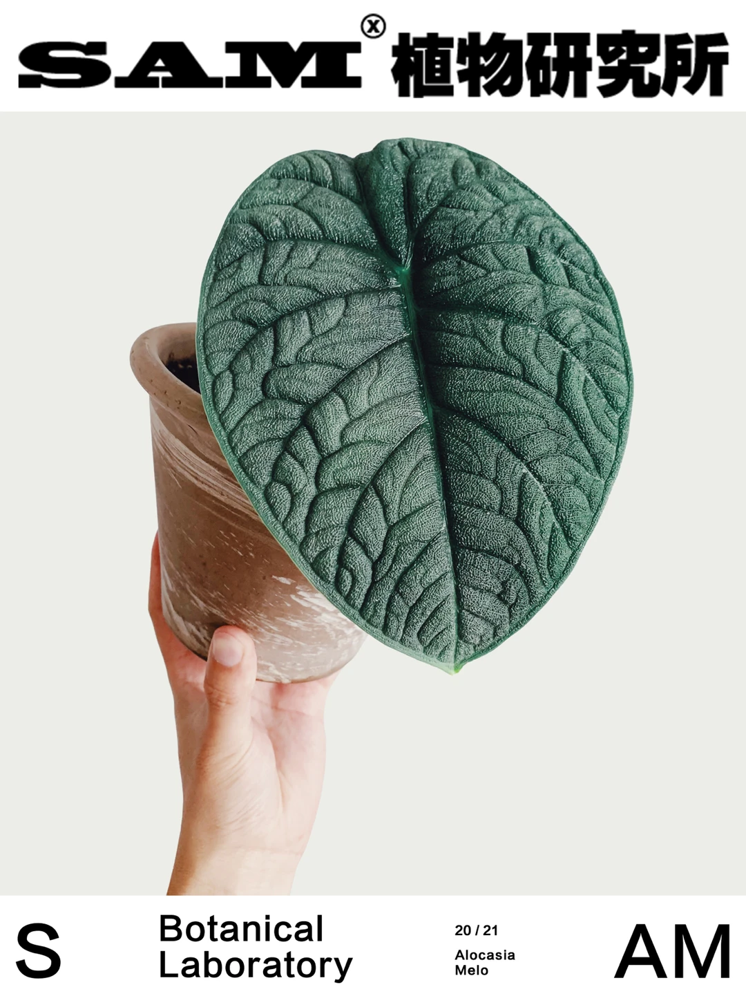 蜜瓜海芋｜Alocasia Melo