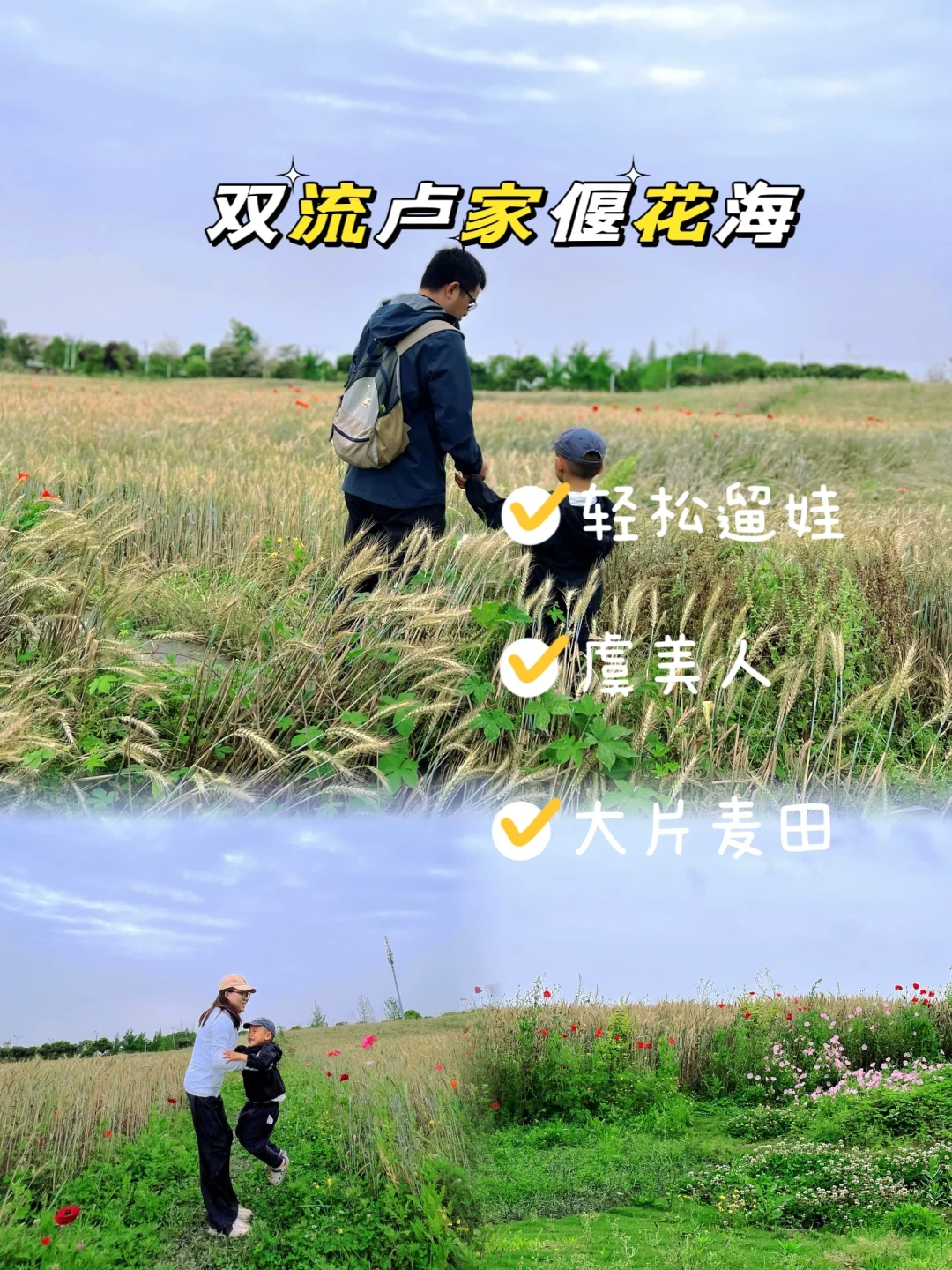 南门出发40min‼️小众免费景点看麦田花海