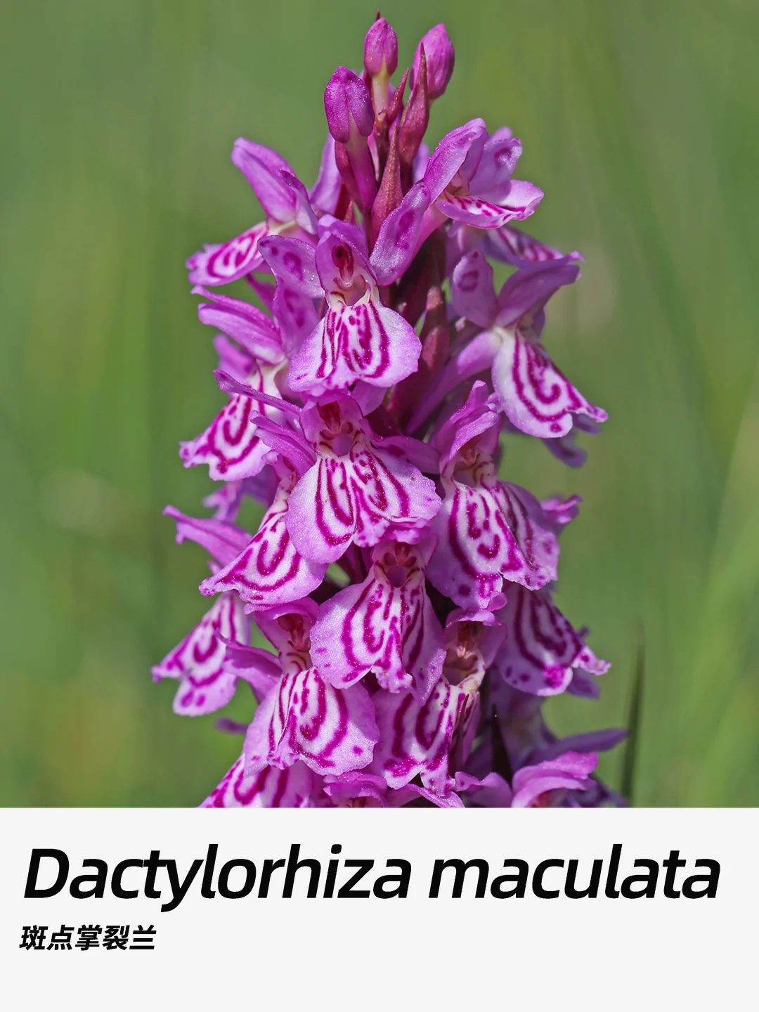 带你每天认识一种花材392｜斑点掌裂兰