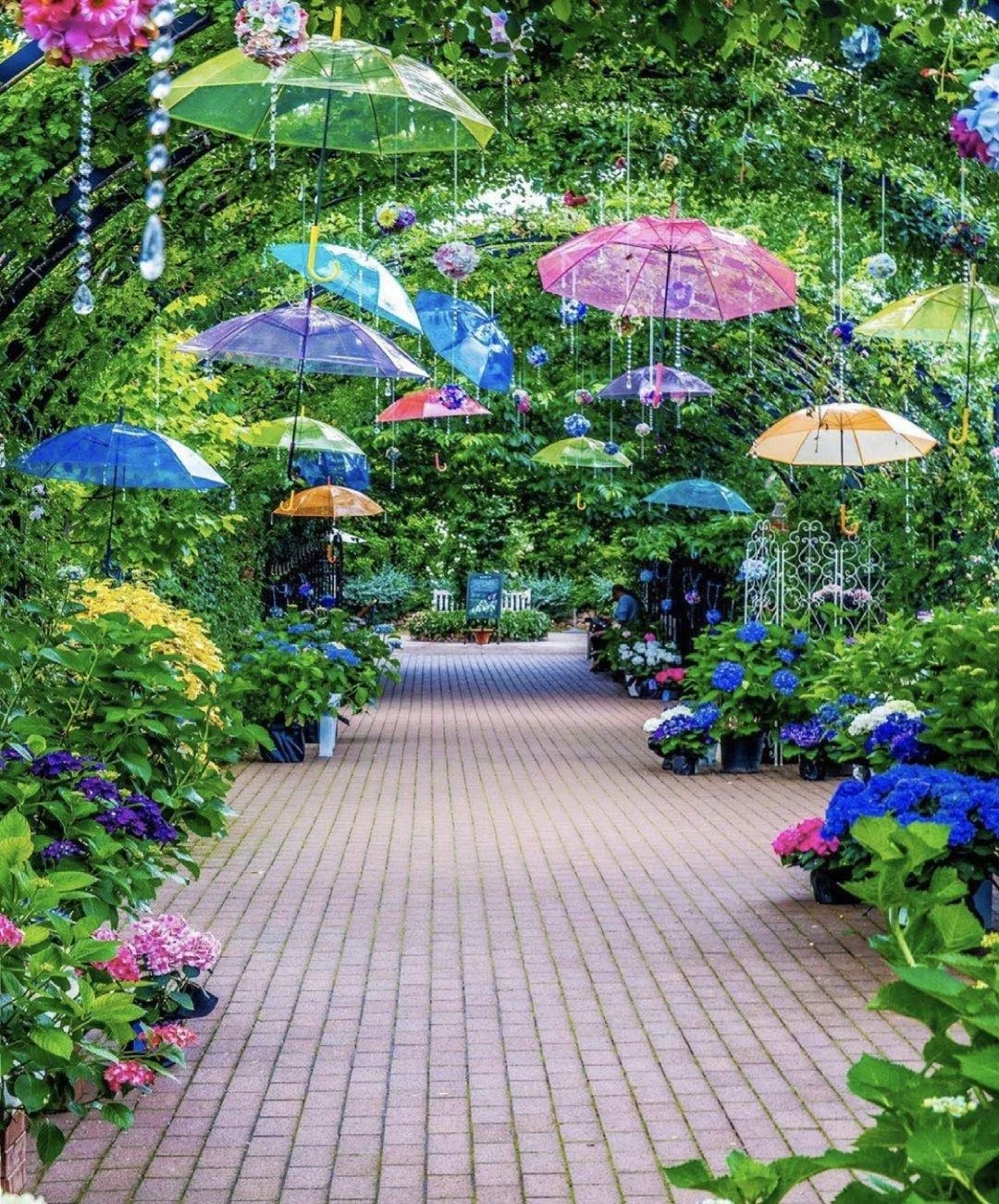 日本神奈川|人间仙境玫瑰天堂日本小众景