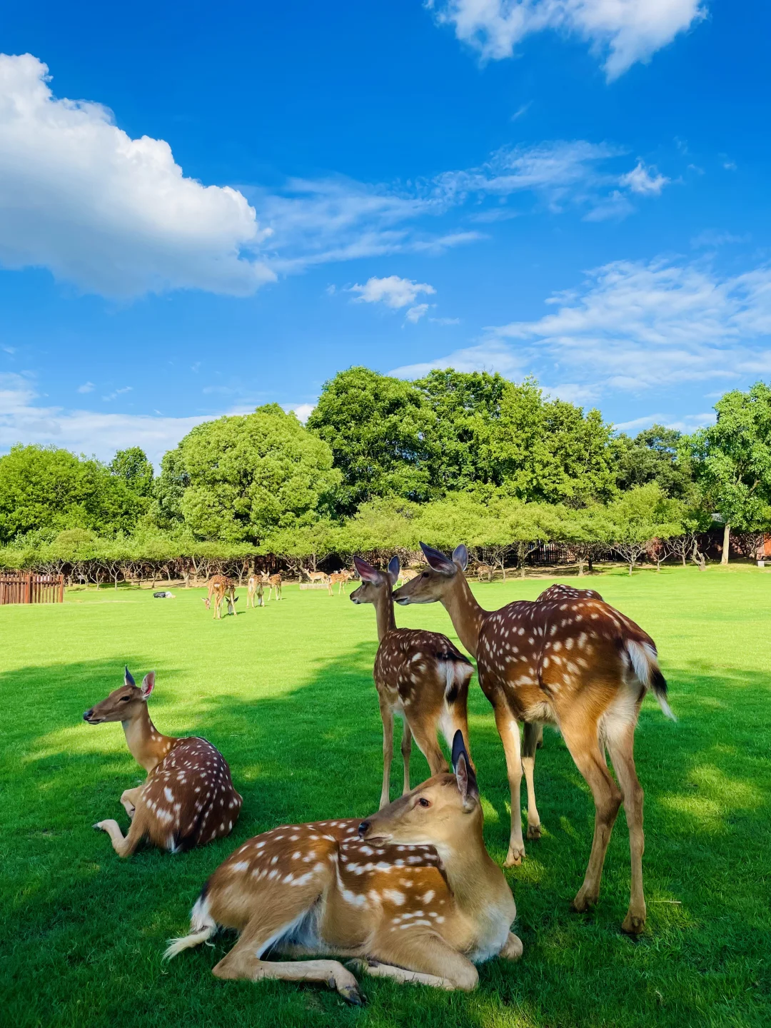 明孝陵免费得起早！（不花钱看鹿攻略）