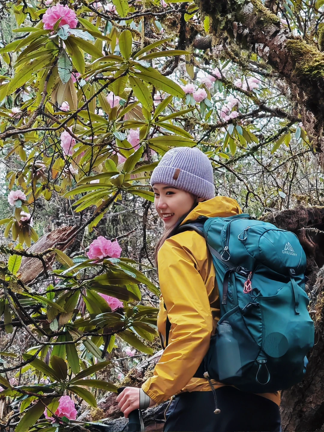 喜欢五月 高山杜鹃开得正可爱