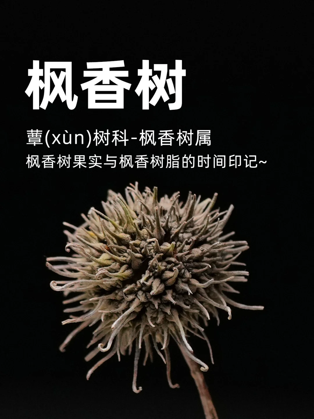 枫香树果实与枫香树脂的时间印记～