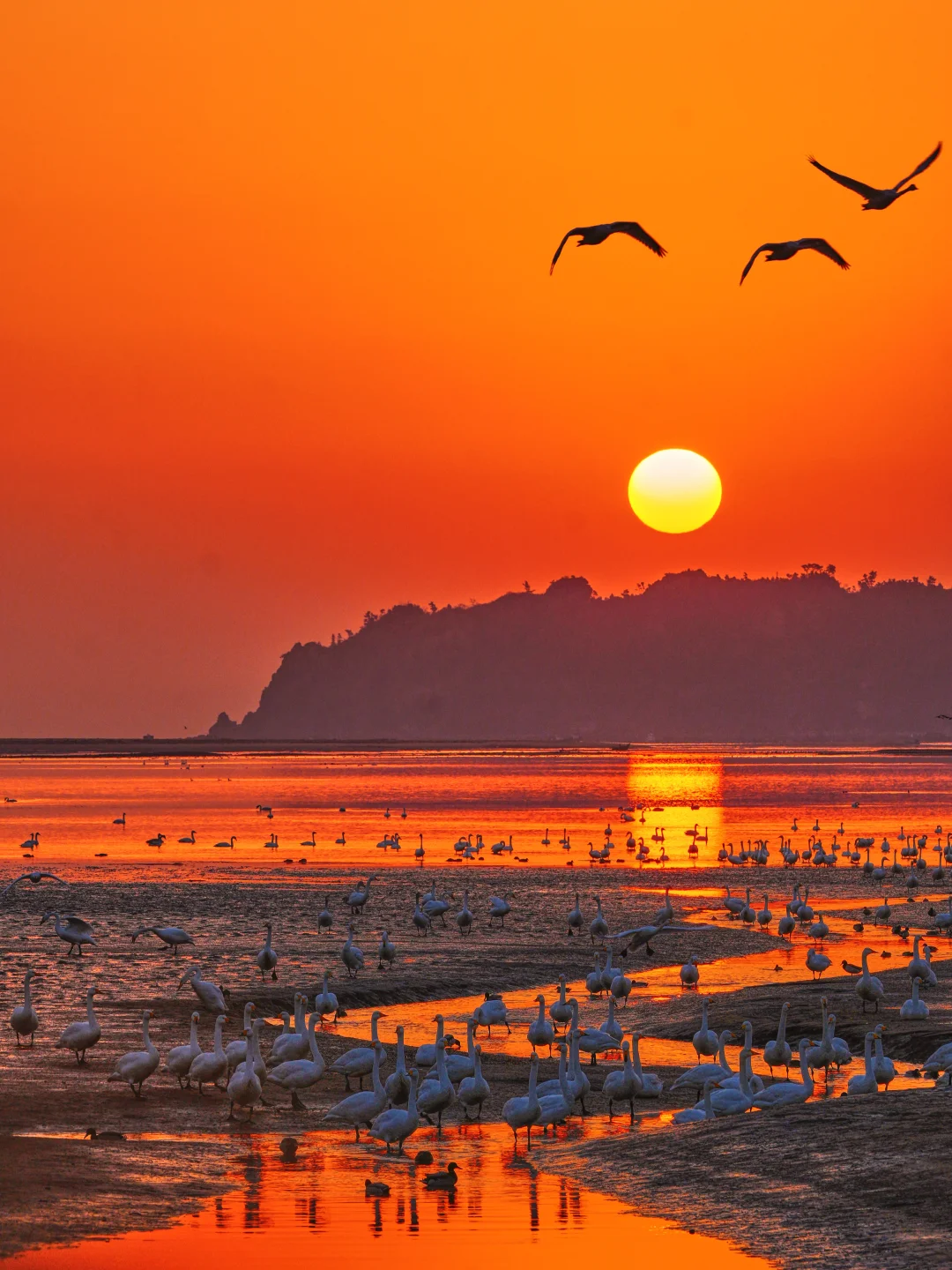 为了这些天鹅🦢，我特意飞了一趟威海