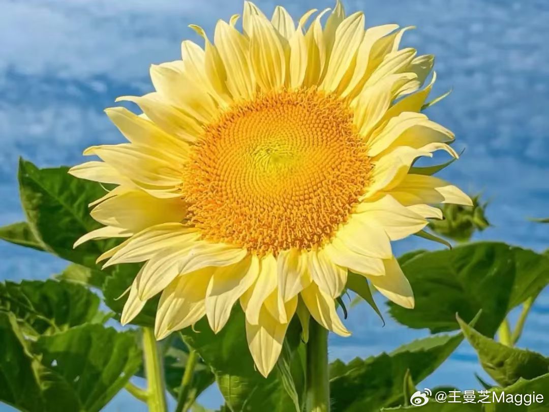 "我的功能以及我的位置，是不能负面的情绪，我的存在的价值就是解决问题。"
              ——何超琼 ​