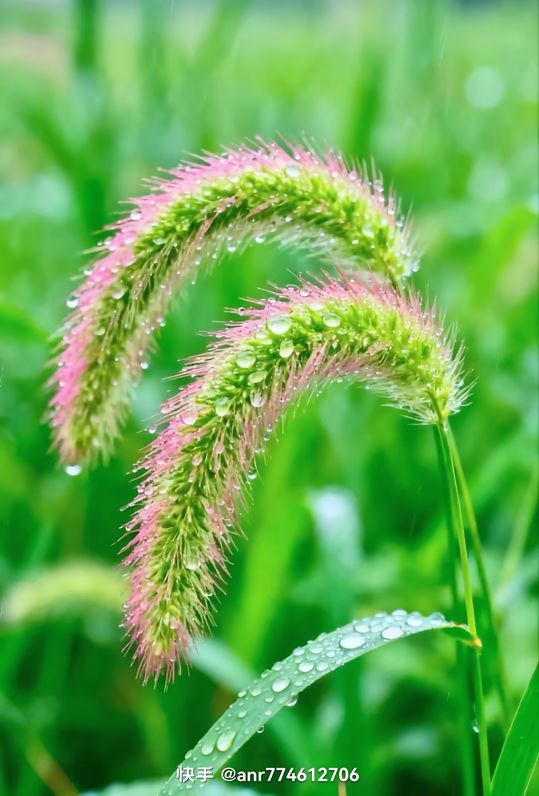 小草，芳草碧连天