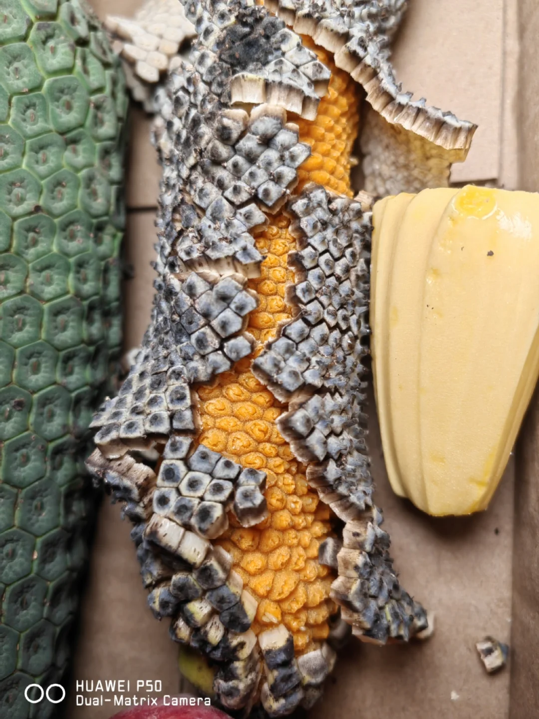 不常见的水果～麒麟尾果实试吃