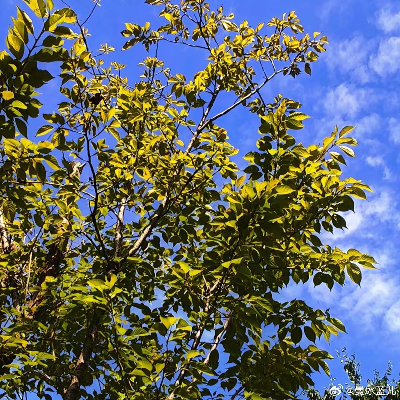 烈火雄风[超话] 重阳 快乐 :“年年逢重阳，岁岁皆安康。”心情语录心情日记 ​​​