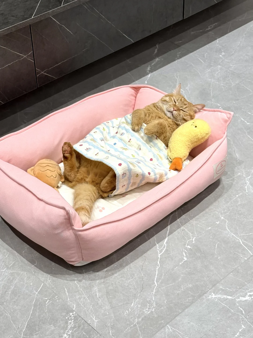 在爱里长大的小猫是怎么样的！