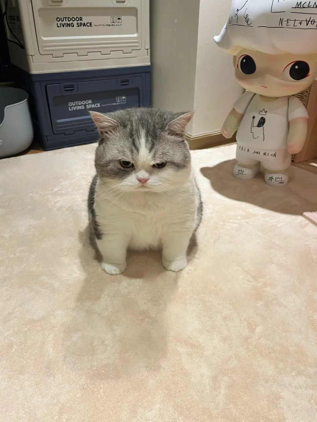 当我敷面膜我的猫这表情