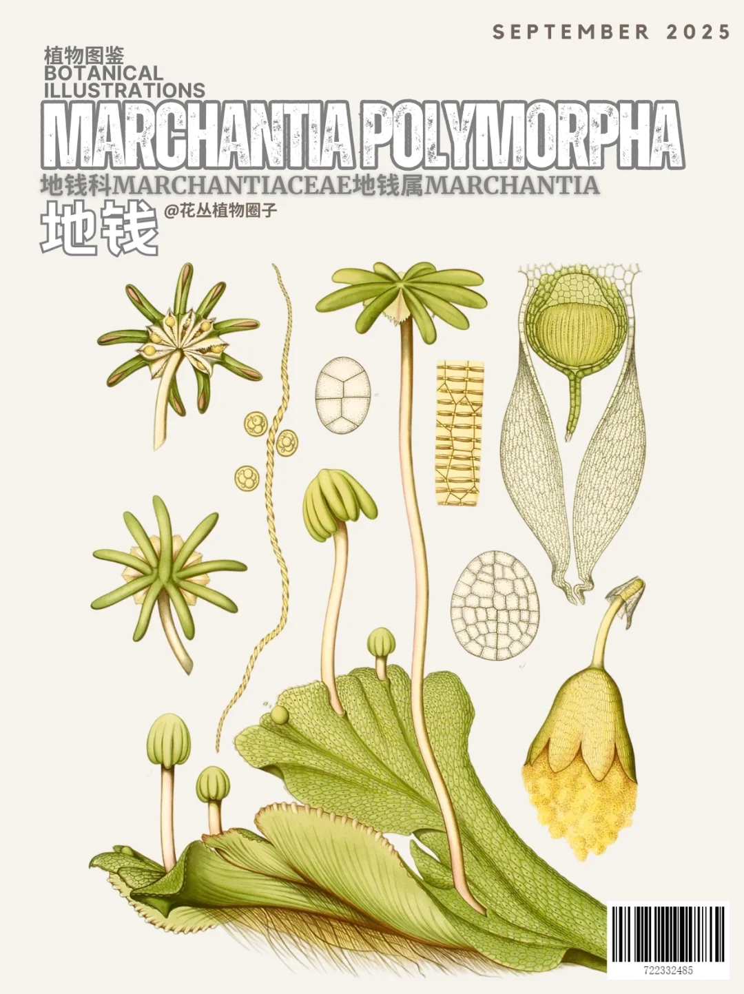地钱Marchantia polymorpha