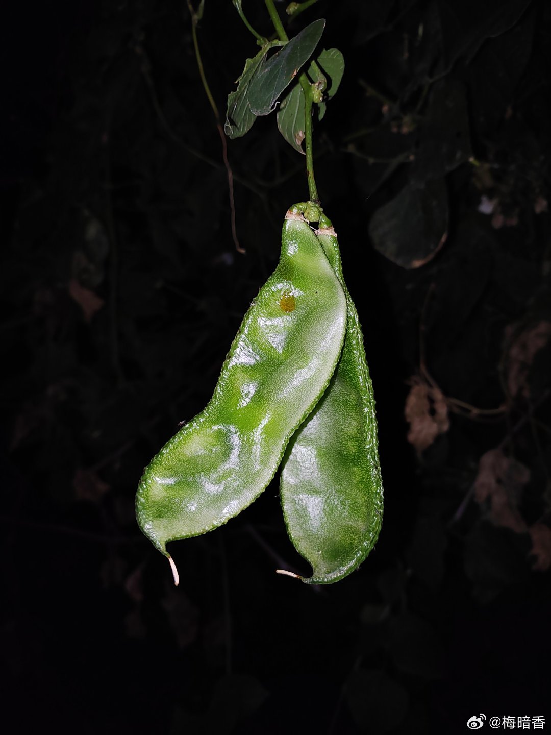 路边的豆撅子 手机随手拍豆角 ​​​
