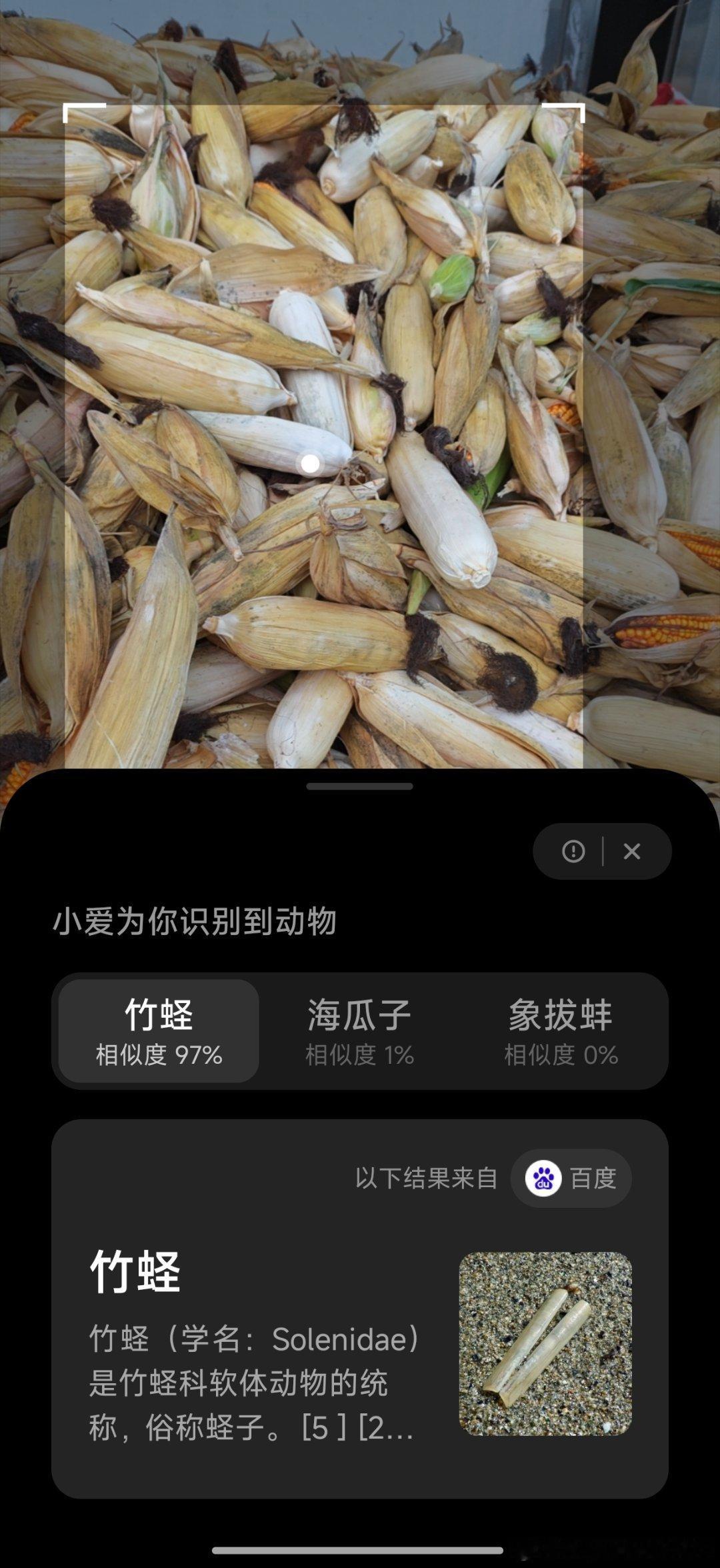 这不是玉米吗？#玉米[超话]#​