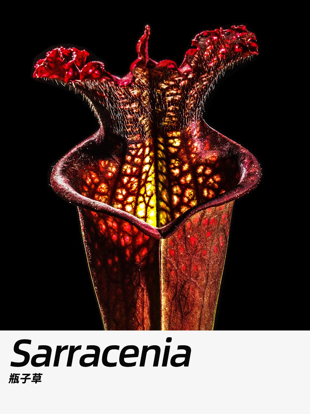 带你每天认识一种花材346｜瓶子草