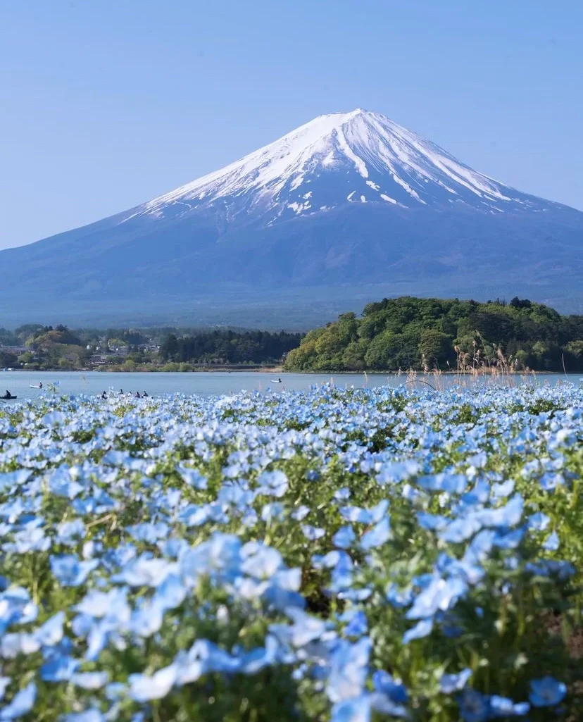 日本山梨县|富士山与花，浪漫指数五颗星
