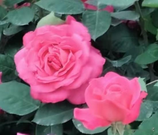 开始是单纯的喜欢 对方，随着时间的推移 ，逐步由喜欢升级到产生感情...