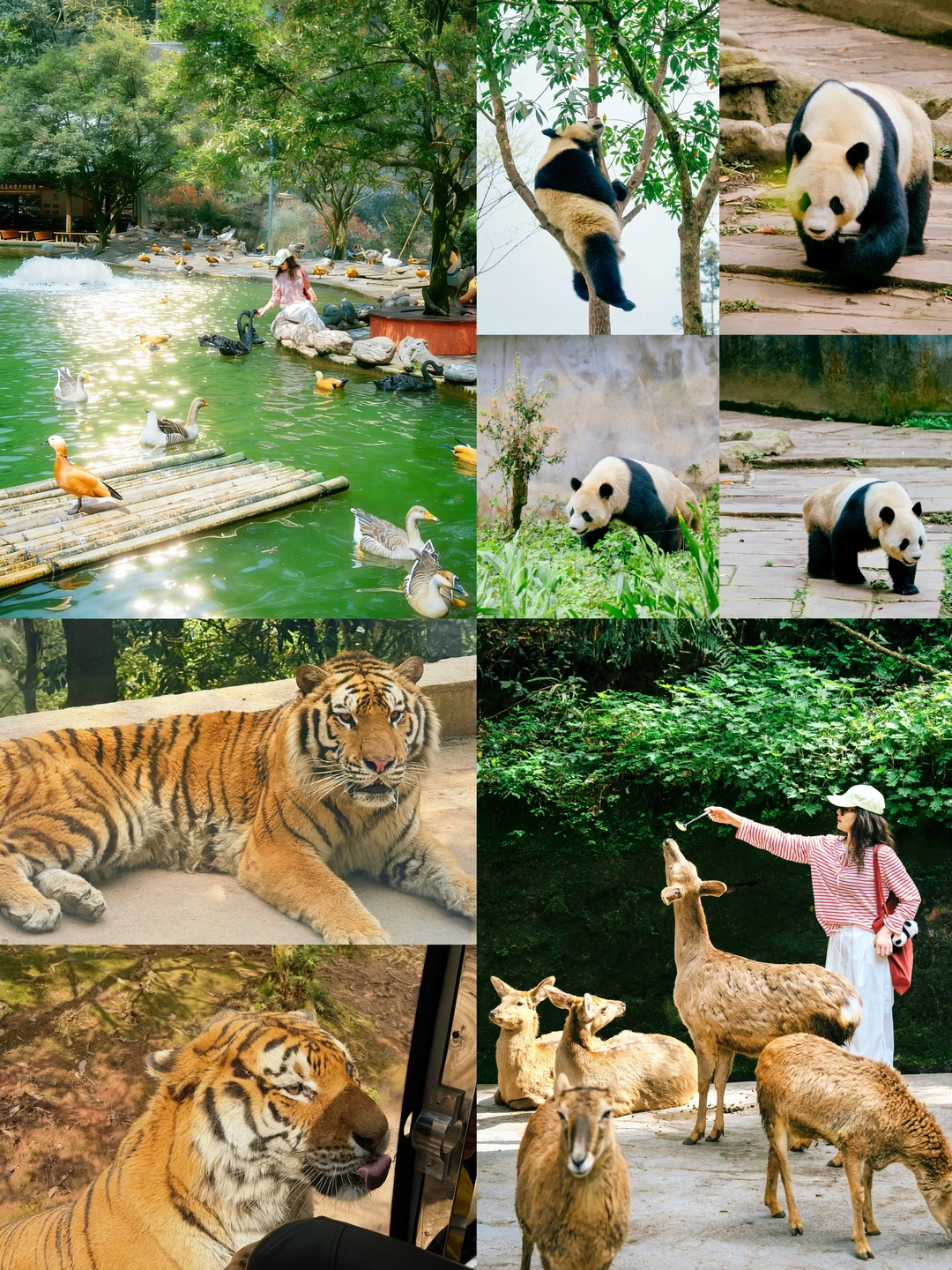 成都周边2h🌿碧峰峡这次真的杀疯了！！