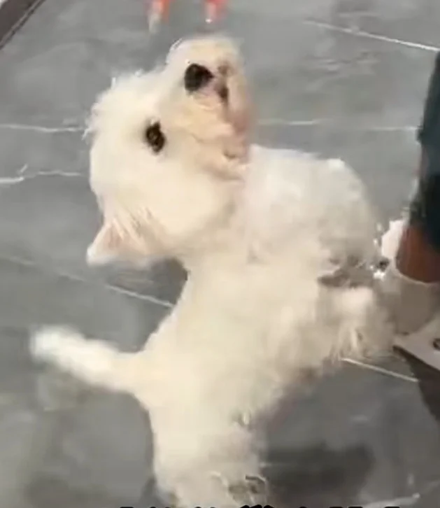 当朋友问我在家都跟谁玩😏