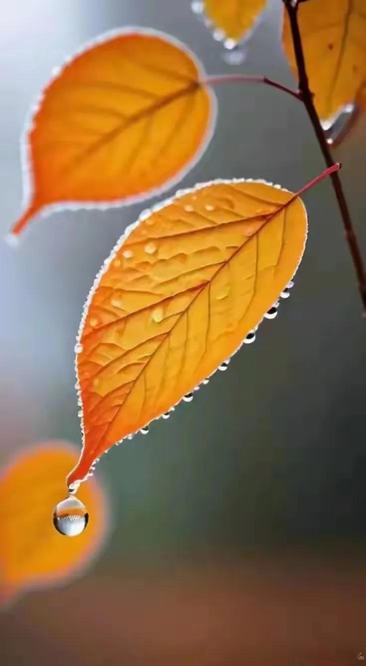 昨夜今晨，美股三大指数全线收跌，纳指领跌，跌幅超1%，标普与道指小幅下探。
昨夜，美存储及光通讯个股终结此前的四连涨态势，谷歌收跌超12%，创下其上市以来的最大单日跌幅。
美科技七巨头多数收跌，仅Meta与苹果逆势走高。
中概股整体走势同样偏弱，富时A50收跌45点，纳指金龙中国指数尾盘走出深V行 ​