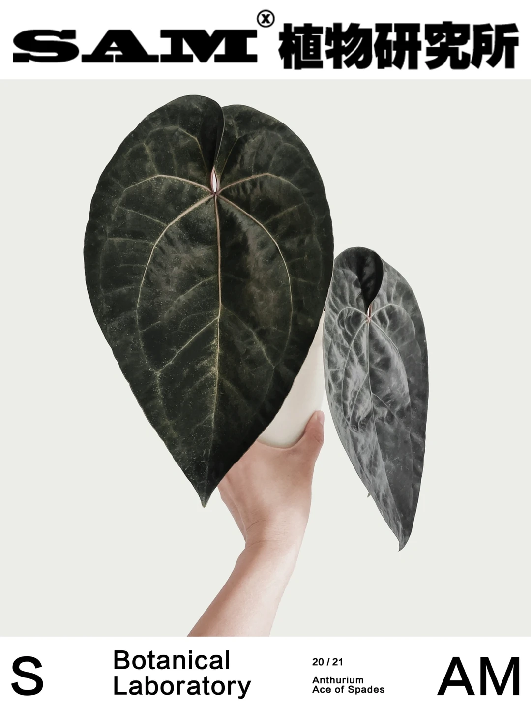 黑桃花烛｜Anthurium ‘Ace of Spades’