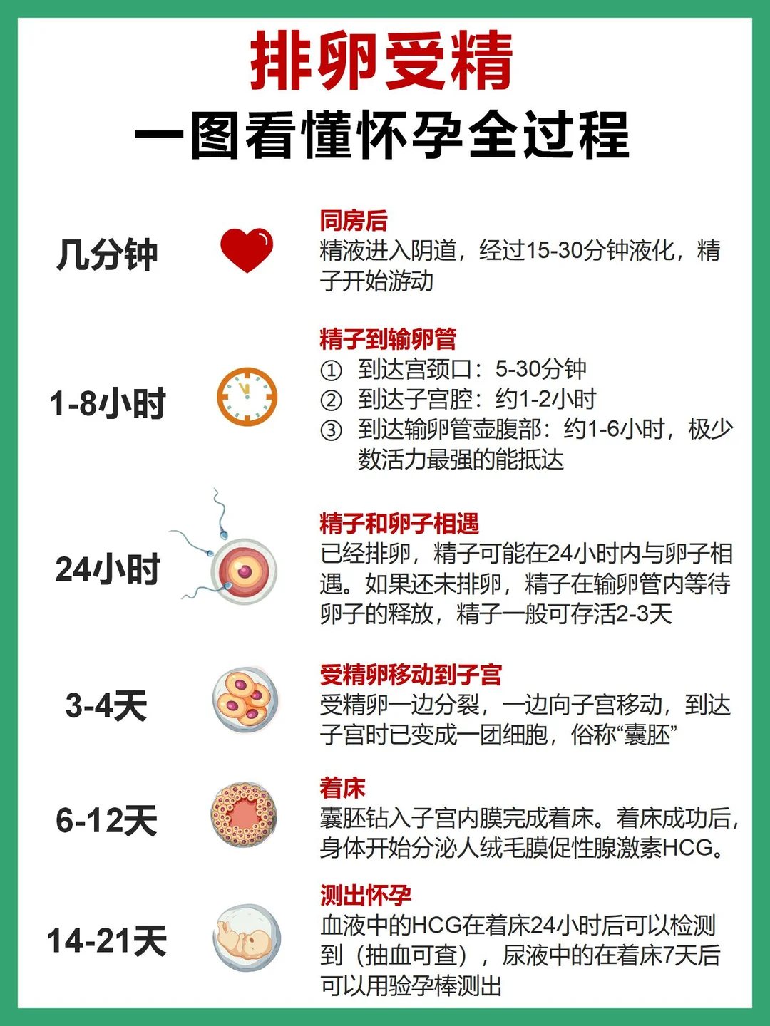 排卵后会发生什么？揭秘胚胎发育全过程