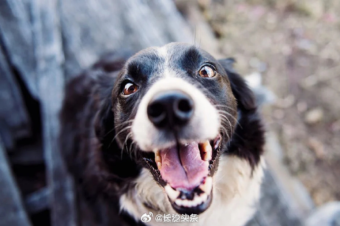 【除了犬只之外，这些哺乳动物也要有打狂犬病疫苗的意识！】#湖南疾控提醒抓咬伤需冲洗15分钟#一般来说，以下四类动物属于高风险，建议注射狂犬疫苗。
⚡一是犬、猫，包括流浪和家养；
⚡二是流浪或野生哺乳类动物，主要指食肉类动物；
⚡三是蝙蝠，接触即可定为Ⅲ级暴露；
⚡四是狼、豺、鼬獾、貉、臭 ​