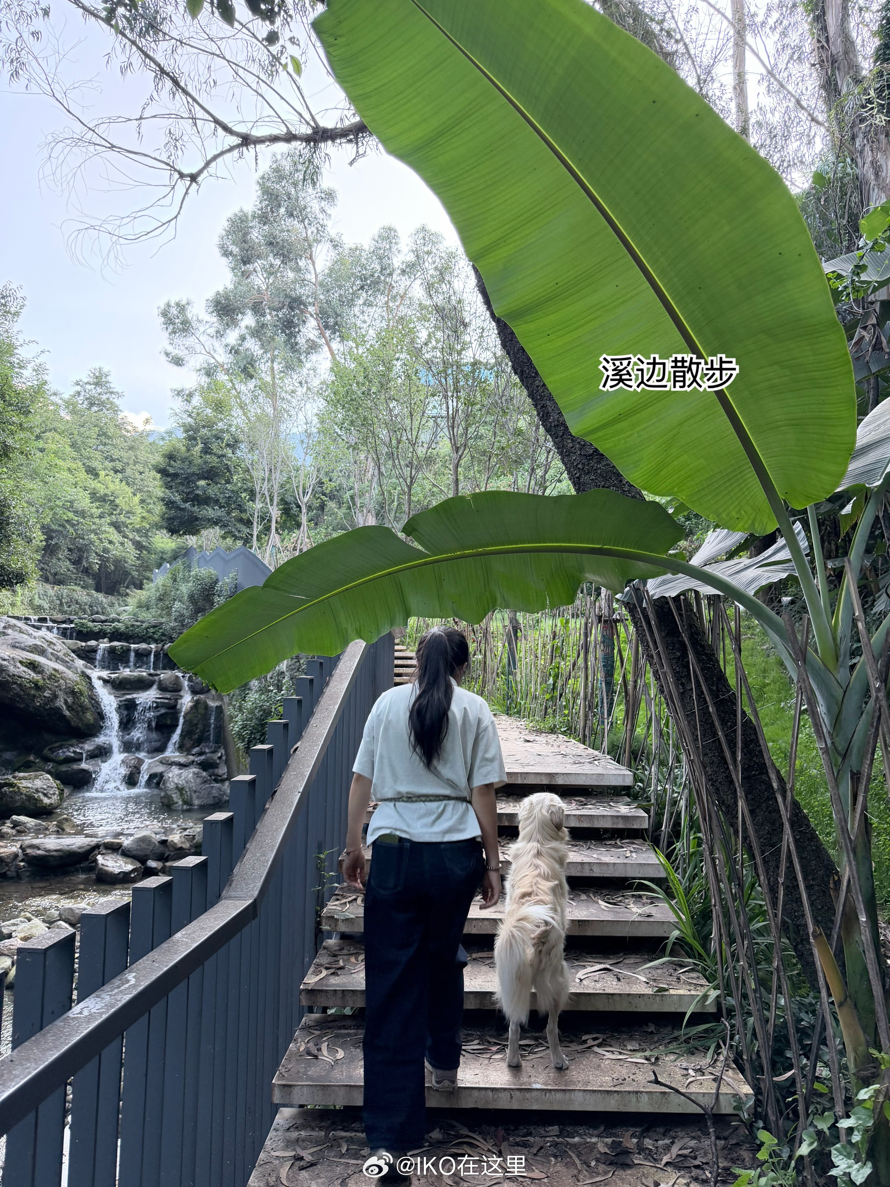 幸福的瞬间🤎住在朋友家的早餐也按自己的喜好安排。朴石的恰巴塔，煎个蛋夹进去。咖啡是带去大理的黑巧风味咖啡液。黄瓜、番茄和火龙果都是店里的。书店里一眼相中的挂饰，尸陀林藏钥匙。铜制钥匙，墨绿色棕色编织绳。每一个元素都戳在心窝里，就像这家书店一样。第二次去点了树莓气泡水，坐在室外，有微风。带小狗去兜风、去溪边散步。做大理的狗真幸福。朋友家的灶台太高了，只好踩着凳子炒菜。村里闲逛，喜欢这个背靠苍山的小学。飞机上拍下的大理月。山中秋日我的日常plog 大理