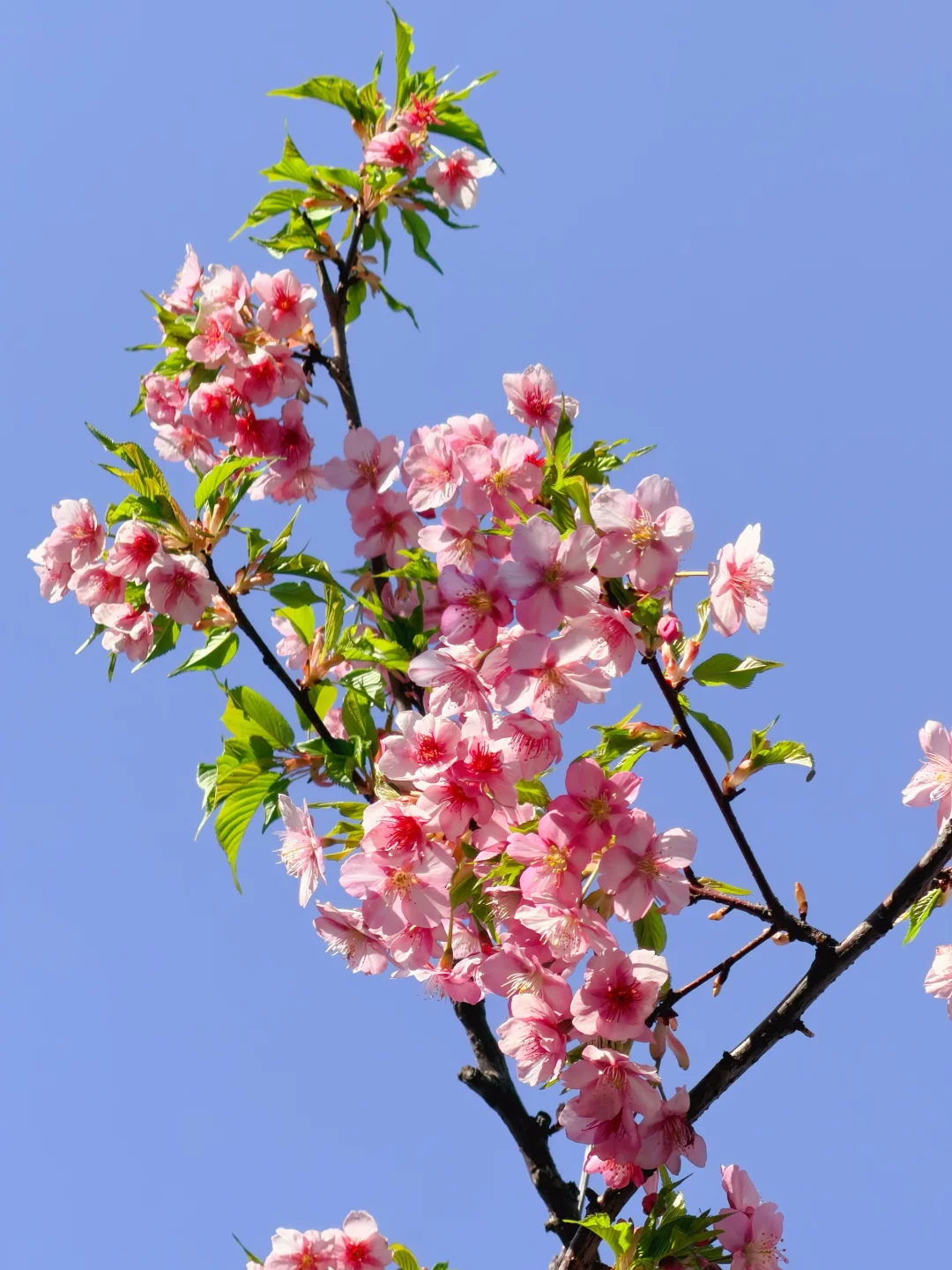 2.21实拍‼️武汉樱花居然开了……