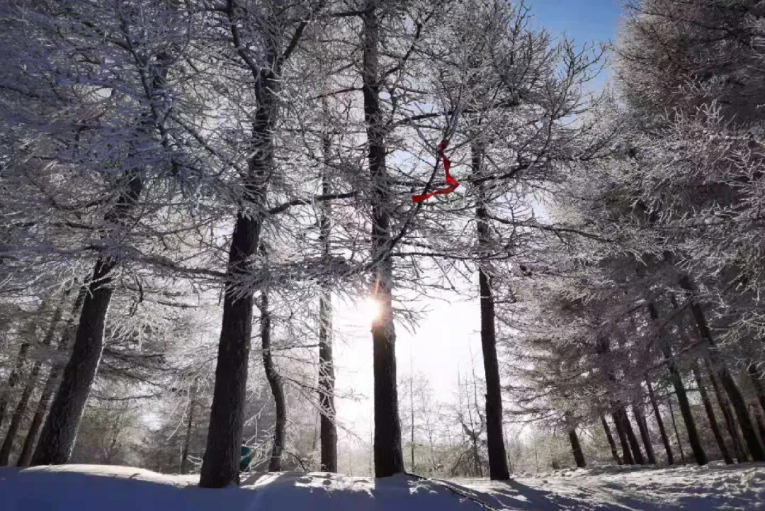 ❄️有冬要来，有雪入怀