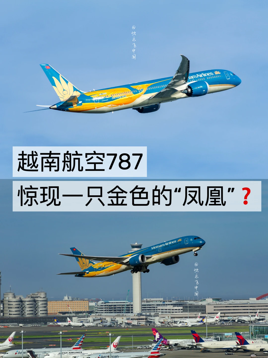 越南航空787，惊现一只金色的凤凰❓