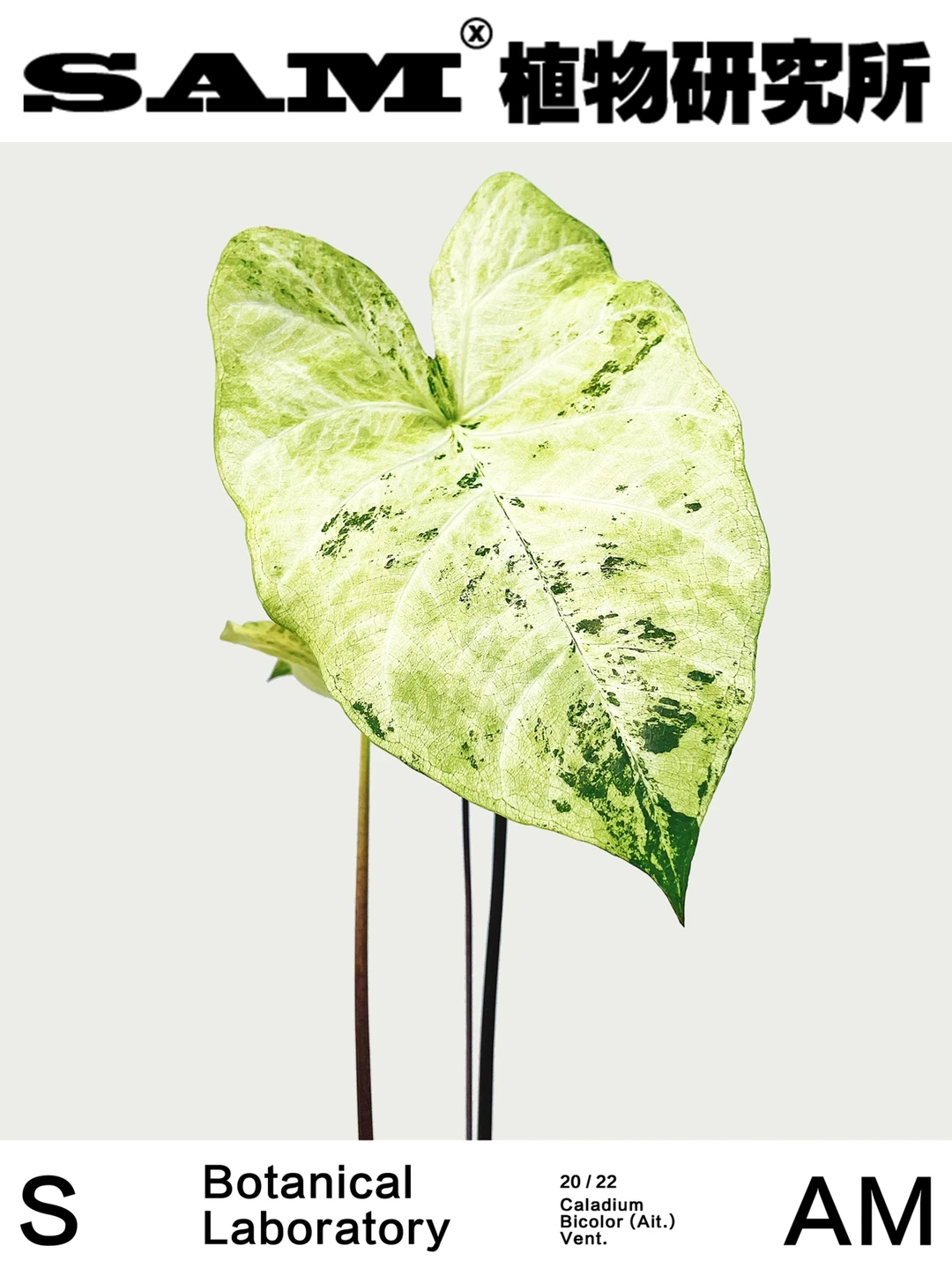 绿蛙锦｜Caladium Bicolor Frog Inablender