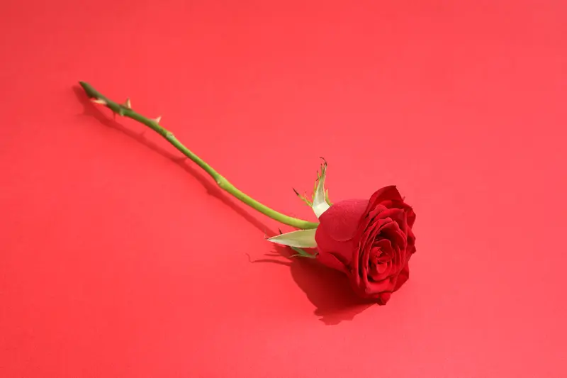 玫瑰花在感情象征什么？ 玫瑰花在感情里象征可多了，它一直是爱神的象征...