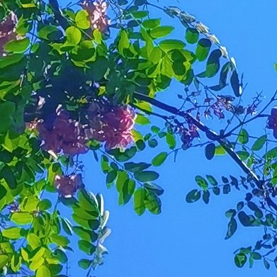 槐花缀满枝头，像一串串小铃铛，在春风里轻轻摇晃。槐花缀满阳光里，甜香随...