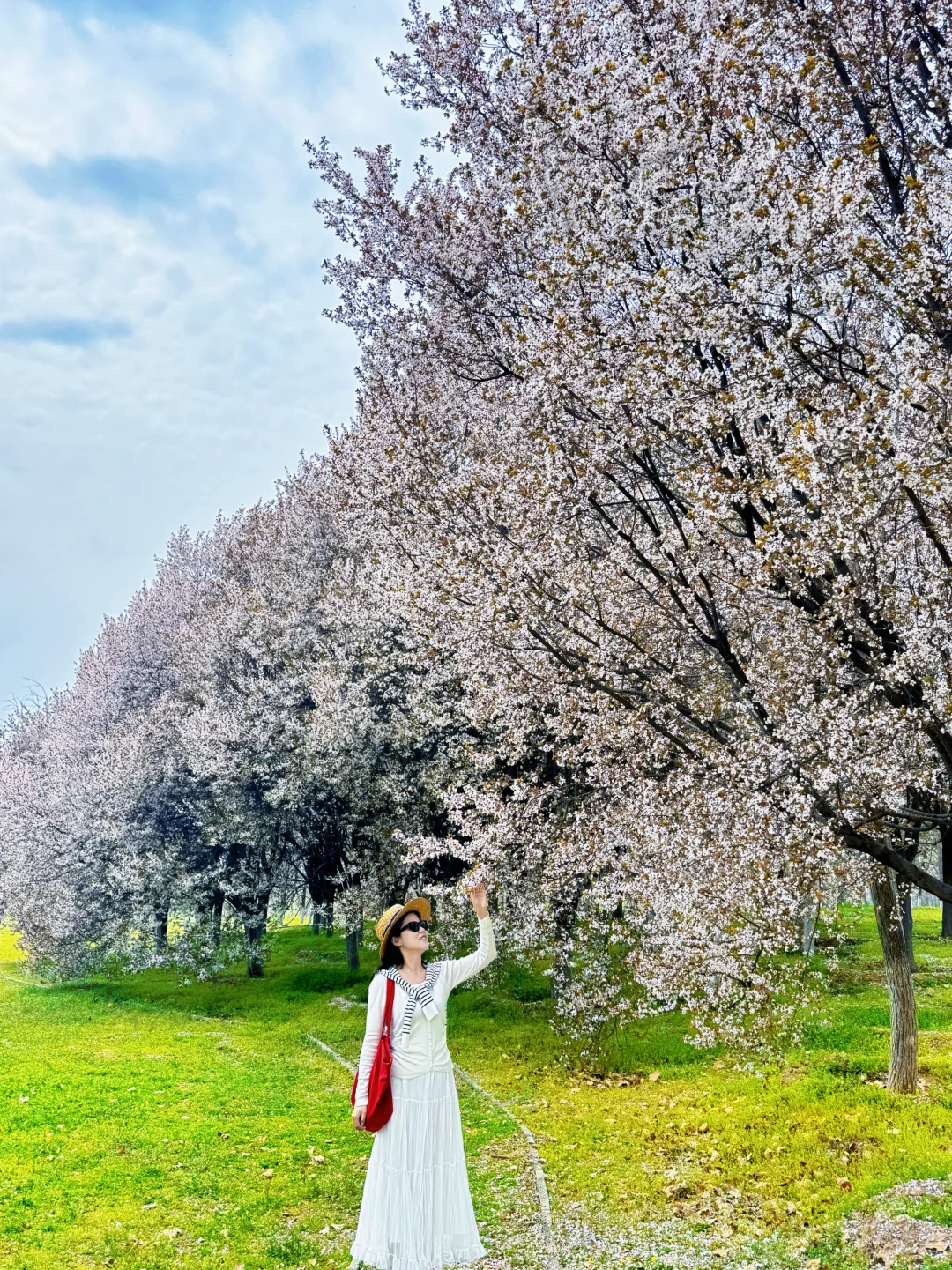 3.25实拍‼️公交直达‼️西安无人花海封神了‼️