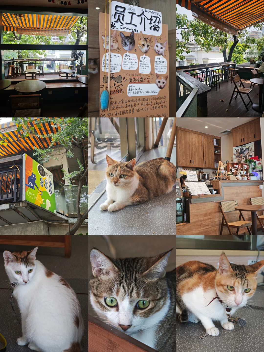 广州新店｜🐱流浪猫友好咖啡店！好治愈！