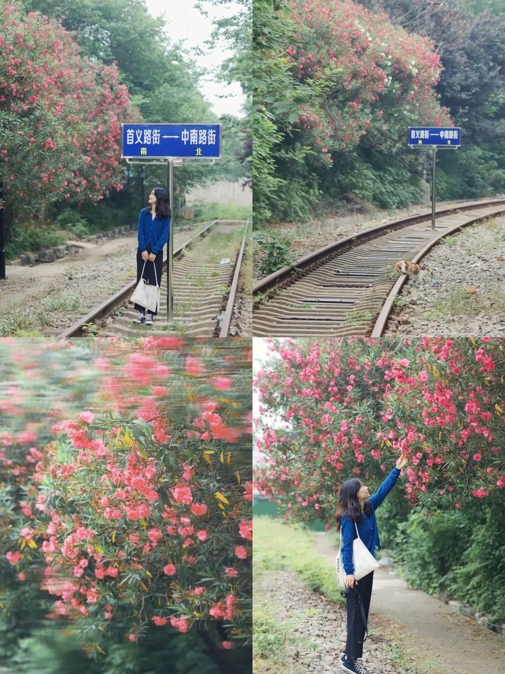 美爆了❗️开满花的铁轨，武汉这条路又火了