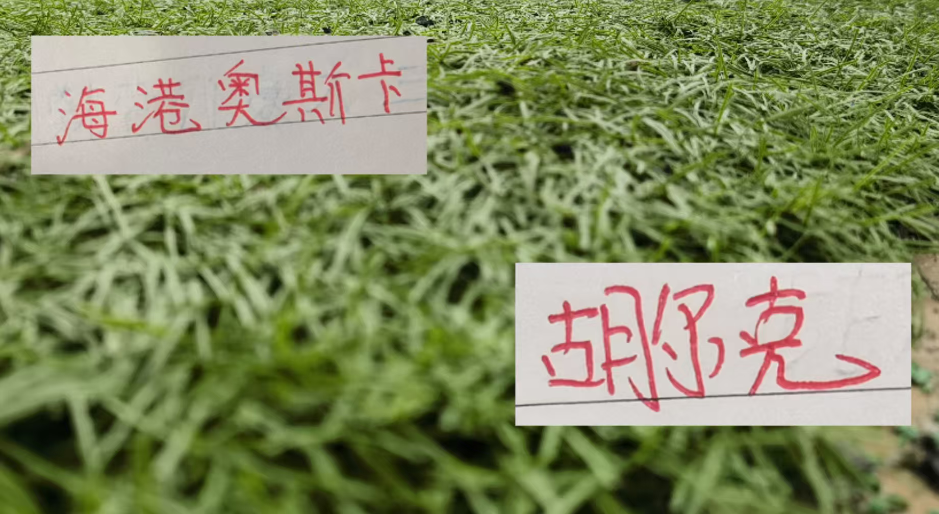 9月9日，是海港名宿奥斯卡35岁的生日，作为海港历史第一外援，球迷也是纷纷在社交媒体祝福他生日快乐！他在海港8年的时间（2017年至2024年12月效力于上海海港），凭借精妙的传球成为球队助攻王， 顶级的视野也是让他在海港得到3个中超冠军。同时还有足协杯冠军，超级杯冠军！ 今年因为身体原因正式退役，
