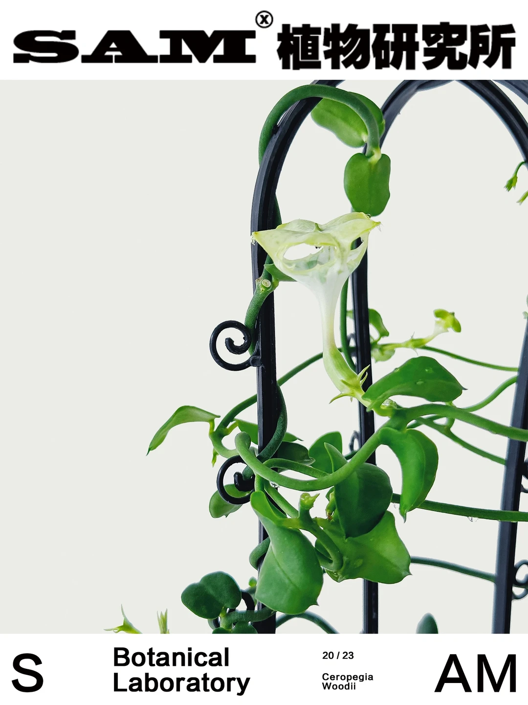 非洲降落伞| Ceropegia Sandersonii