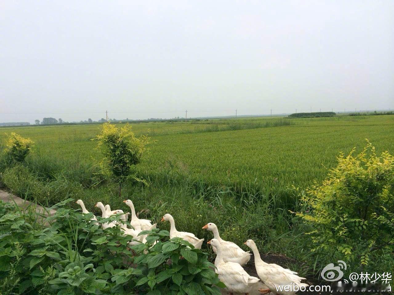 得《中国新闻周刊》。你别说，老了老了还与时俱进了一把。喏，和时代骄子梁文峰同时入列于“封面故事”专栏。文峰君自然当之无愧，贡献大大的，money大大的，权威大大的。我呢，教书匠，翻译匠。莫非教书匠翻译匠也要时来运转不成？不过恕我失礼，文峰君的deep  seek哪怕再好用，我也不会用来帮我翻译 ​