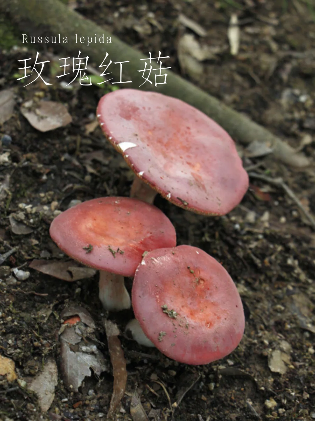 玫瑰红菇，口感先微甜后辛辣