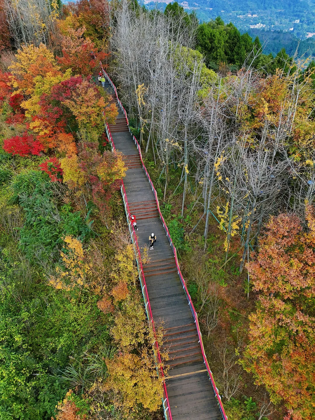 成都1h🍁徒步赏彩林！这条彩虹栈道太绝了！