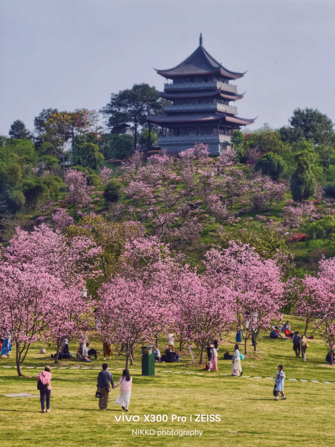 黄花风铃落幕，接下来的南宁是樱花的浪漫