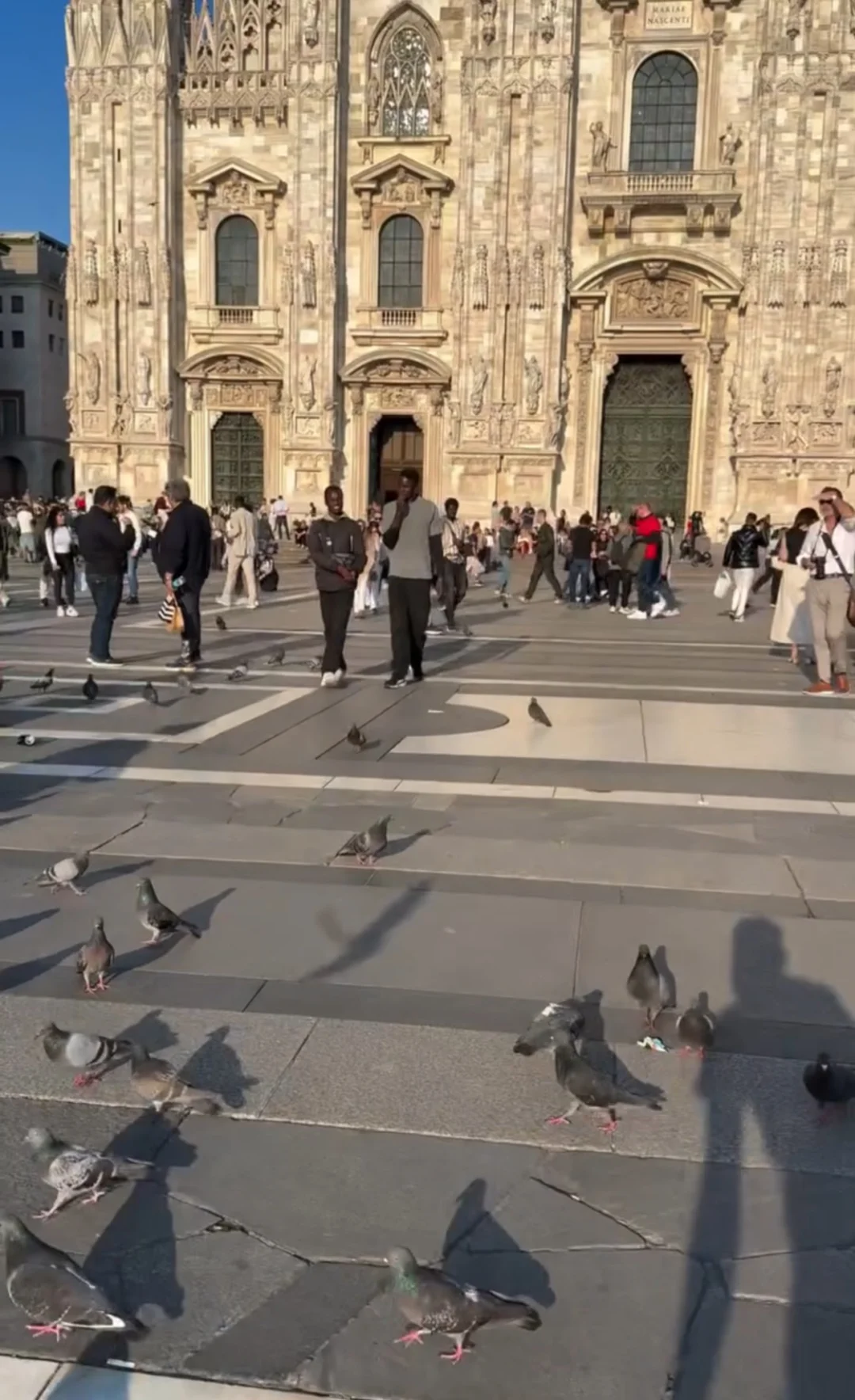 活了三十年，居然被米兰的鸽子坑了！