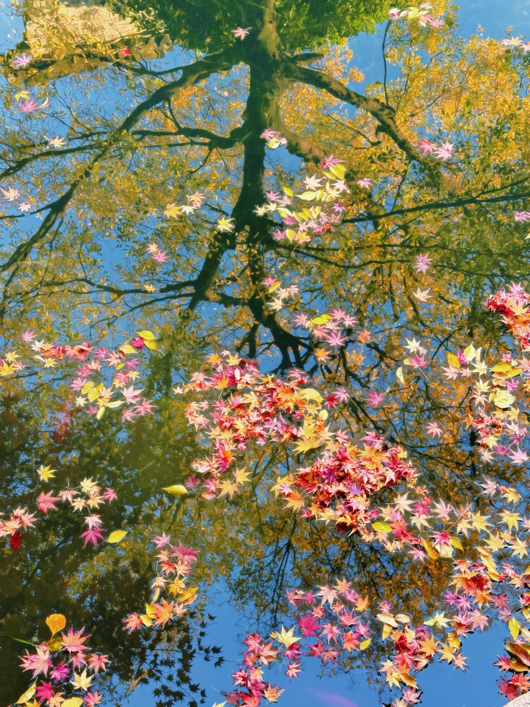 我拍到了秋天的影子🍂…湖水是秋天的镜子🍁…